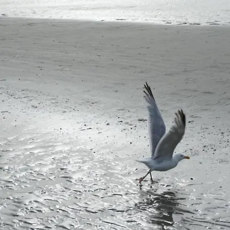 In Ostend With Stunning Sea View, Cleaning Included *